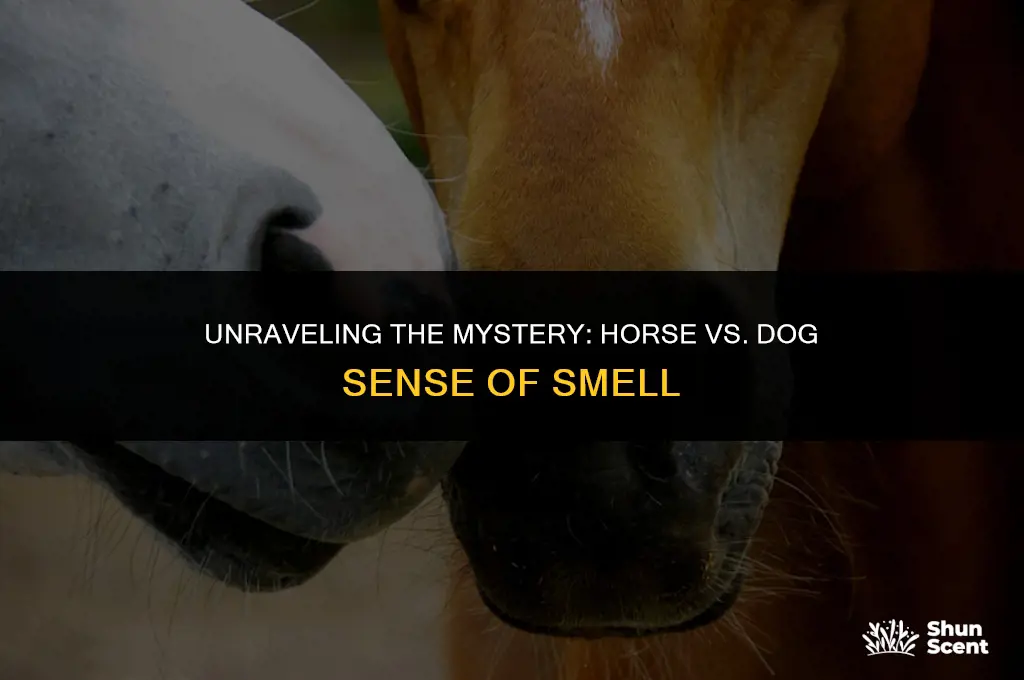 do horses have a better sense of smell than dogs