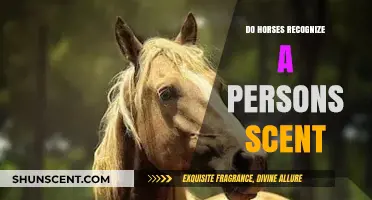Can Horses Identify People by Scent? Exploring Equine Olfactory Abilities