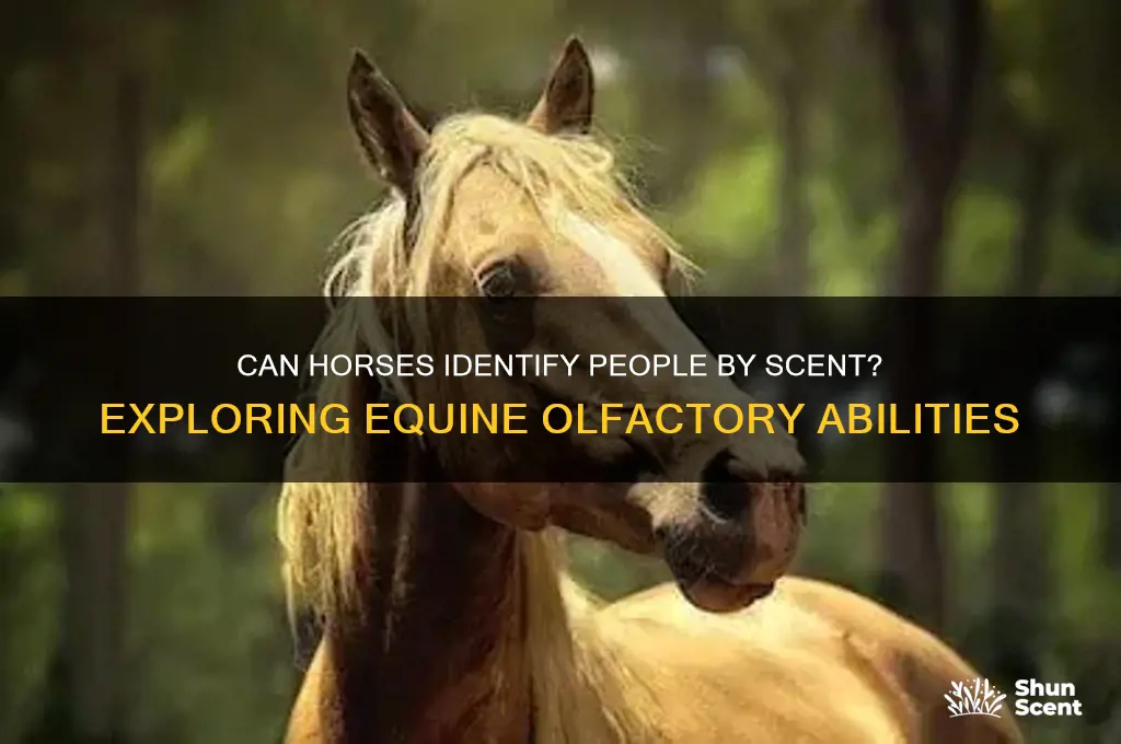 do horses recognize a persons scent