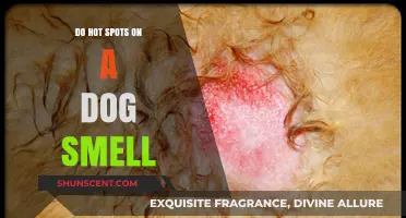 Exploring Canine Hot Spots: Do They Have a Scent?