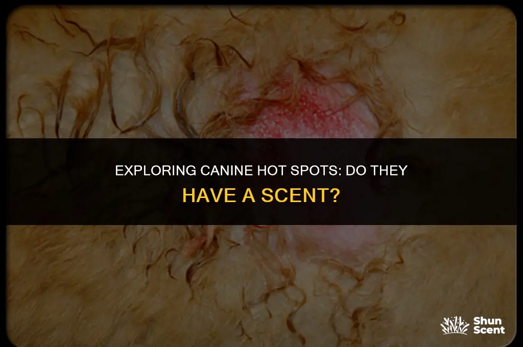 do hot spots on a dog smell