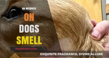 Unveiling the Truth: Do Hotspots on Dogs Really Smell?