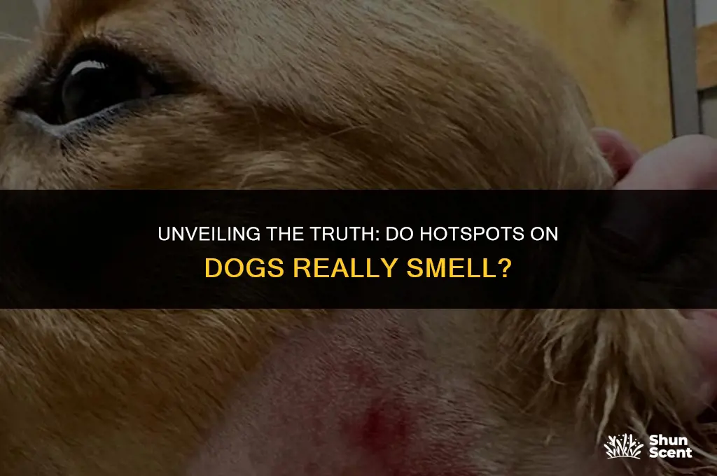 do hotspots on dogs smell