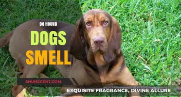 Unleashing the Power of Hound Dogs' Incredible Sense of Smell