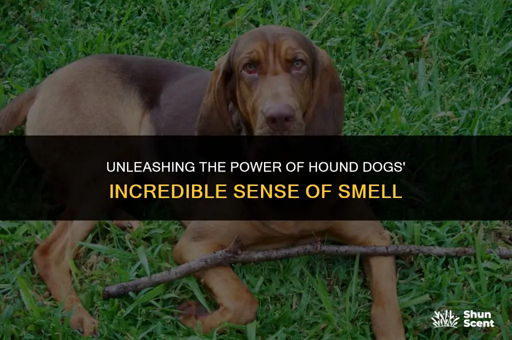 do hound dogs smell