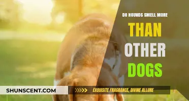 Unleashing the Truth: Do Hounds Really Have a Superior Sniff?