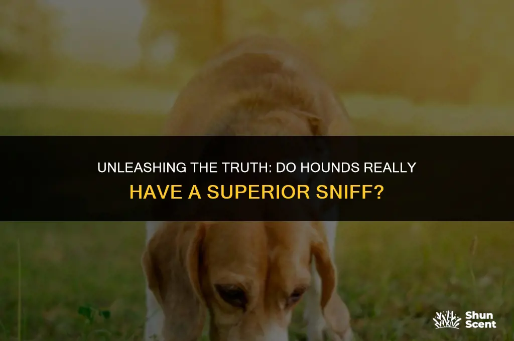 do hounds smell more than other dogs