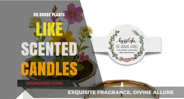 Scented Candles and House Plants: A Fragrant Friendship or Foe?