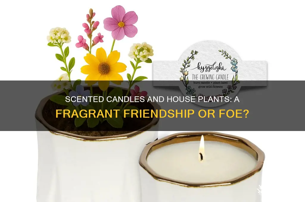 do house plants like scented candles