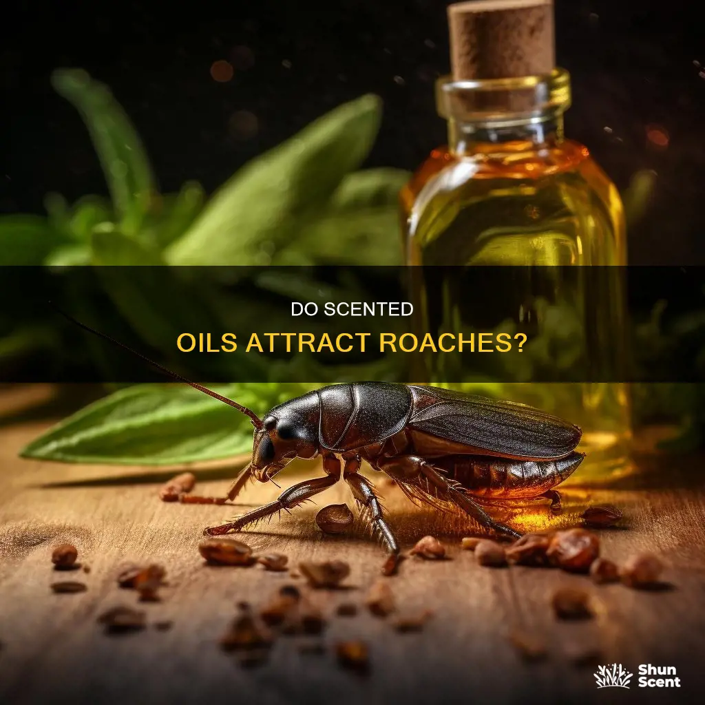 do household fragrance oils attract roaches