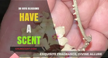 Do Hoya Blossoms Smell? Unveiling the Scent Mystery of Wax Flowers