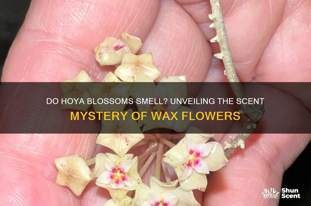do hoya blossoms have a scent