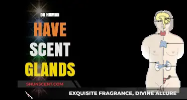Unveiling the Truth: Do Humans Possess Scent Glands?