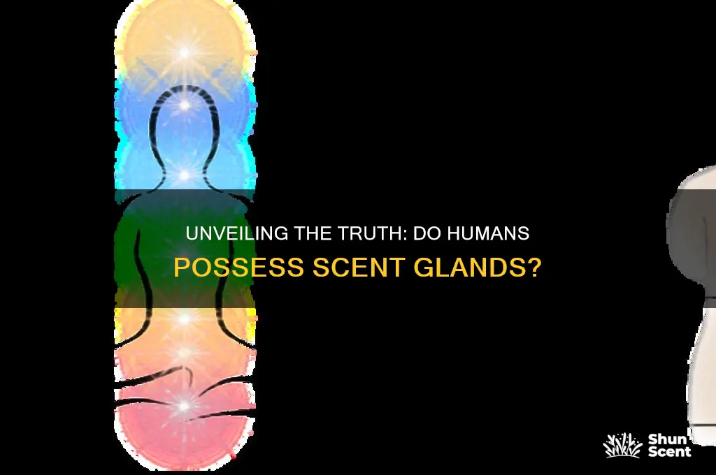 do human have scent glands
