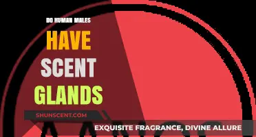 Unveiling the Truth: Do Human Males Possess Scent Glands?