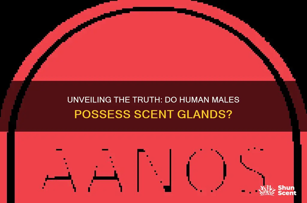 do human males have scent glands