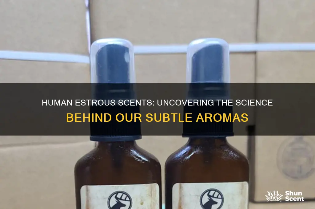 do humans give off a scent when in estrous