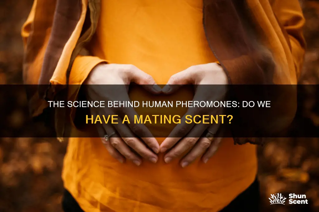 do humans have a mating scent
