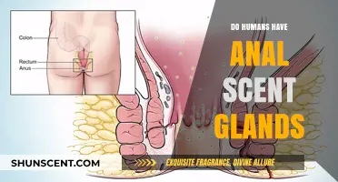 Unveiling the Truth: Do Humans Possess Anal Scent Glands?
