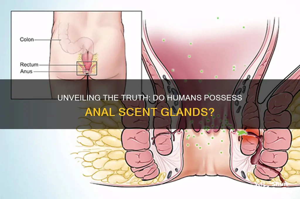 do humans have anal scent glands