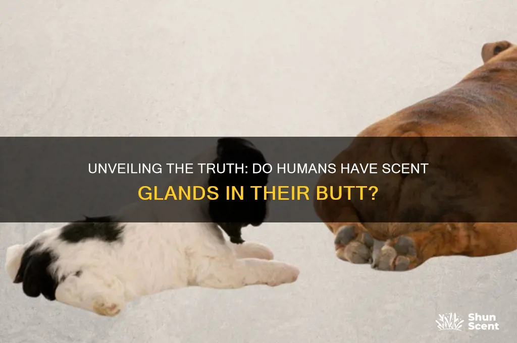 do humans have scent glands in butt