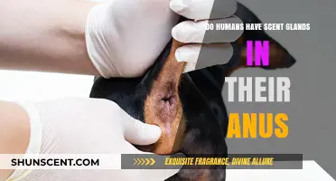 Unveiling the Truth: Do Humans Have Anal Scent Glands?