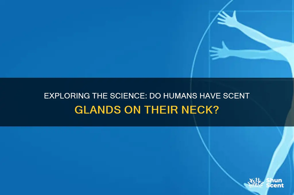 do humans have scent glands on their neck