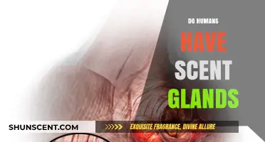 Unveiling the Truth: Do Humans Possess Functional Scent Glands?