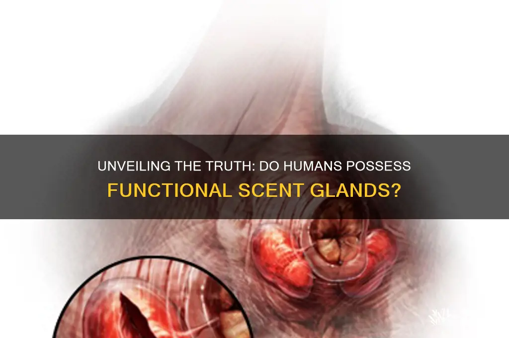 do humans have scent glands