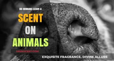 Can Humans Transfer Their Scent to Animals? Exploring the Olfactory Connection