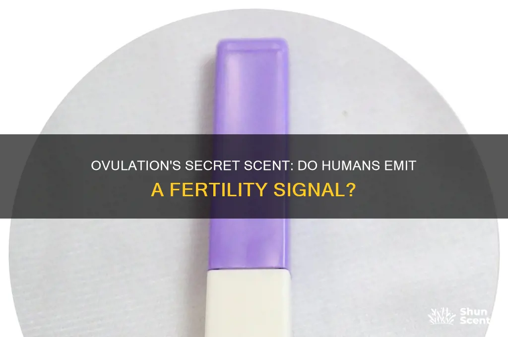 do humans produce a scent during ovulation