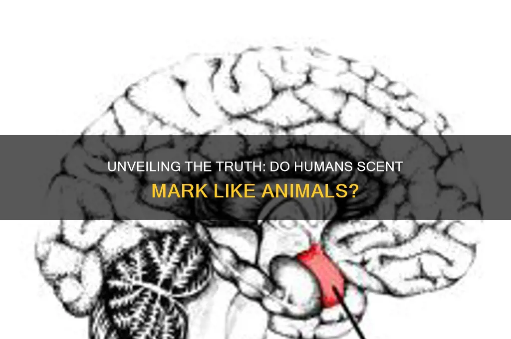 do humans scent mark