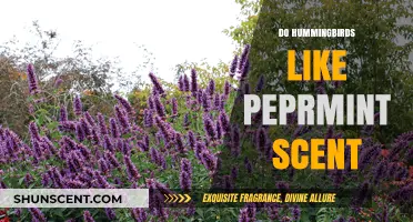 Do Hummingbirds Like Peppermint Scent? Uncovering the Truth