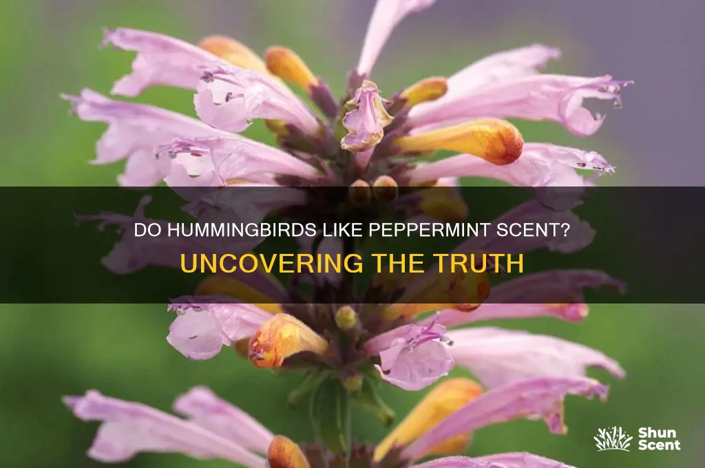 do hummingbirds like peprmint scent