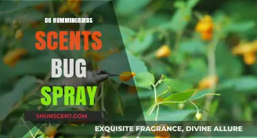 Hummingbirds and Bug Spray: What You Need to Know