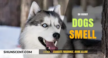 Unraveling the Myth: Do Husky Dogs Really Have a Strong Smell?