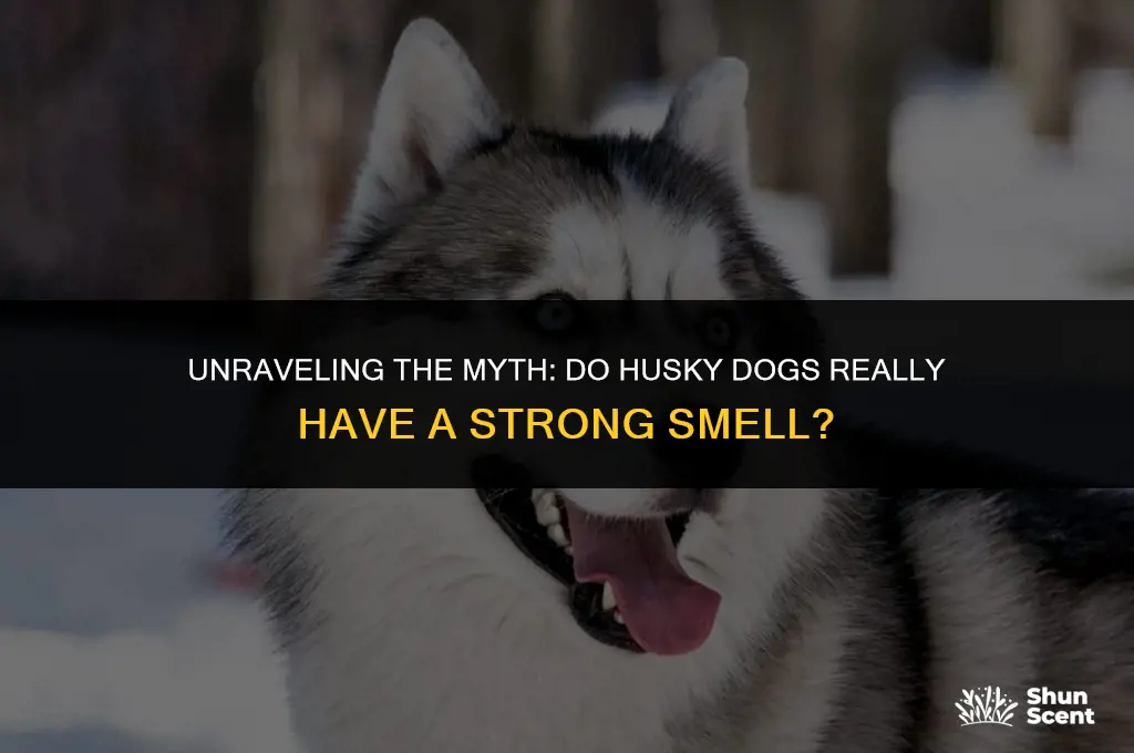 do husky dogs smell