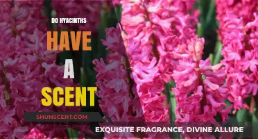 Do Hyacinths Have a Scent? Unveiling Their Fragrant Secrets