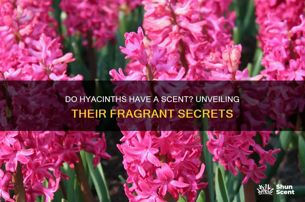 do hyacinths have a scent