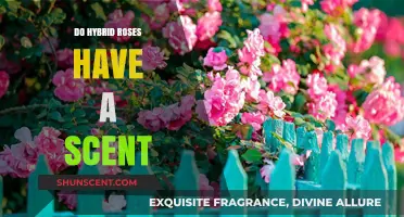 Do Hybrid Roses Have a Scent? Unveiling the Fragrant Truth