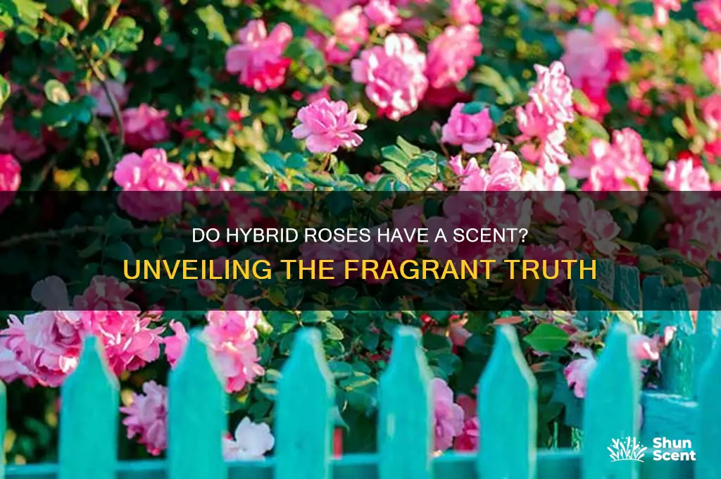 do hybrid roses have a scent