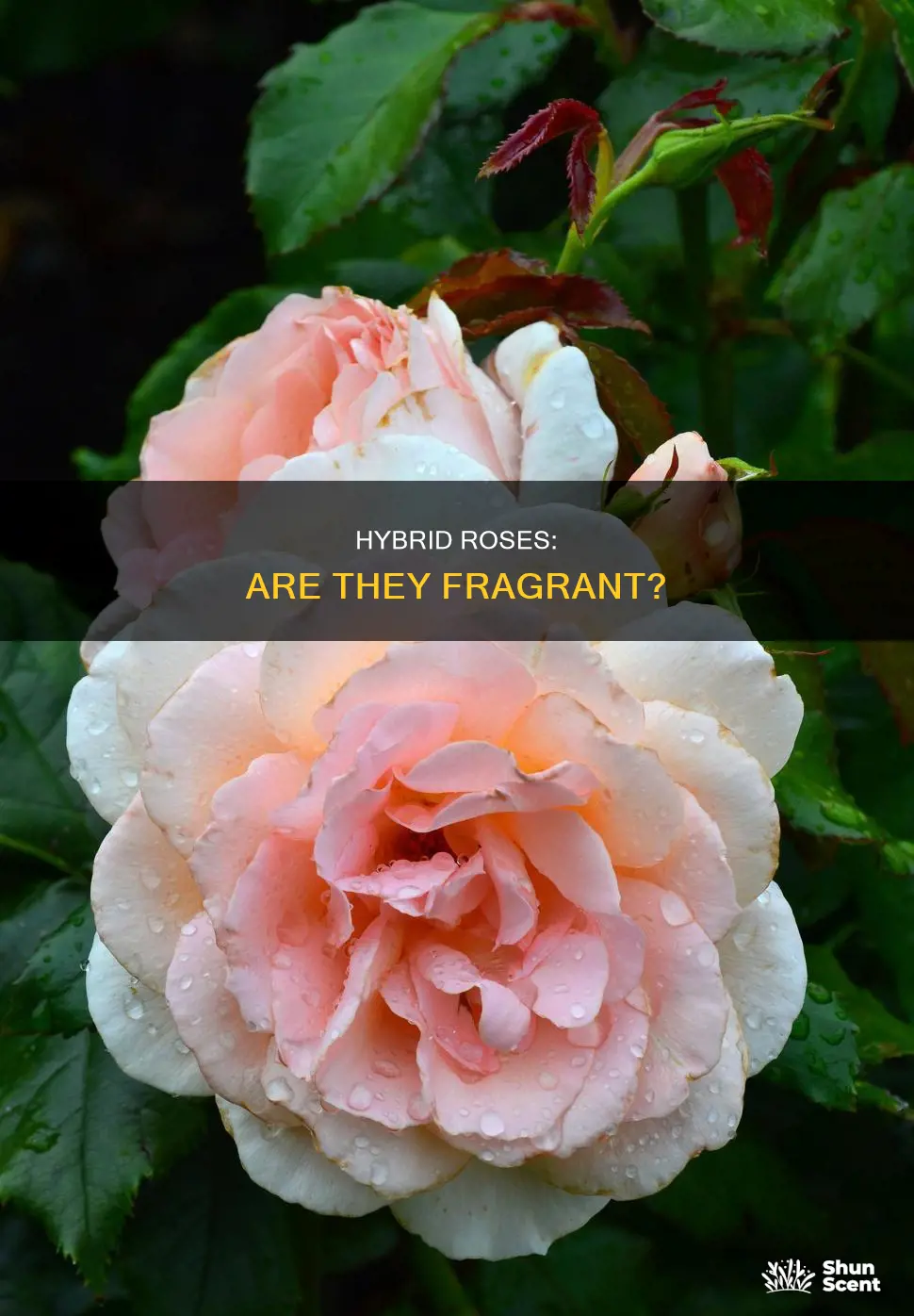 do hybrid roses have fragrance