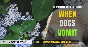 Do Hydrangeas Emit a Bleach-Like Odor When Dogs Vomit?