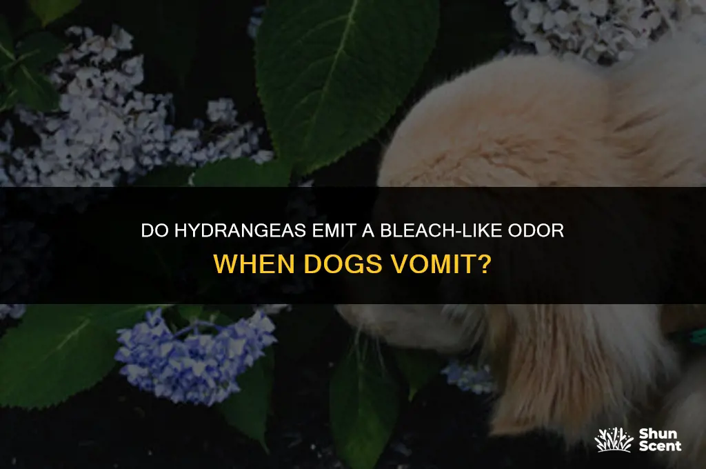 do hydrageas smell like bleach when dogs vomit
