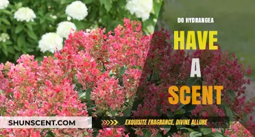 Do Hydrangeas Have a Scent? Unveiling Their Fragrant Secrets