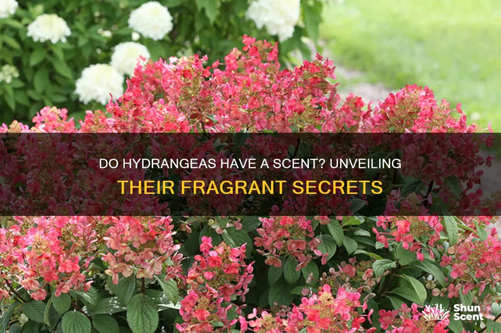 do hydrangea have a scent