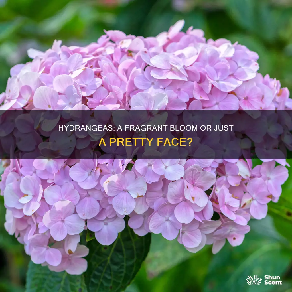 do hydrangeas have a fragrance