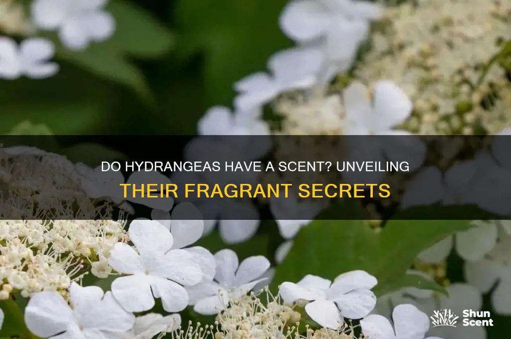 do hydrangeas have a scent