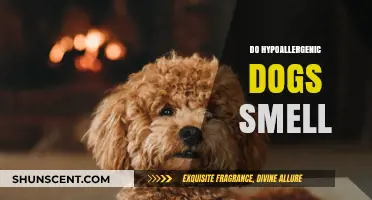 Do Hypoallergenic Dogs Have a Distinct Smell? Let's Find Out!