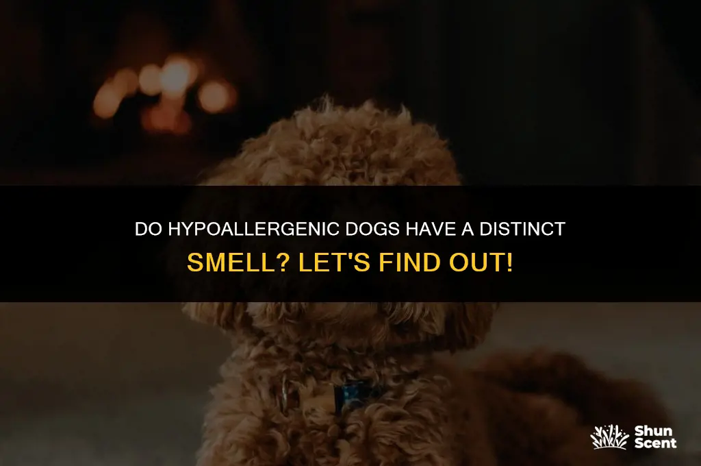 do hypoallergenic dogs smell